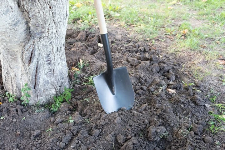Наведение порядка в приствольных кругах 🌳