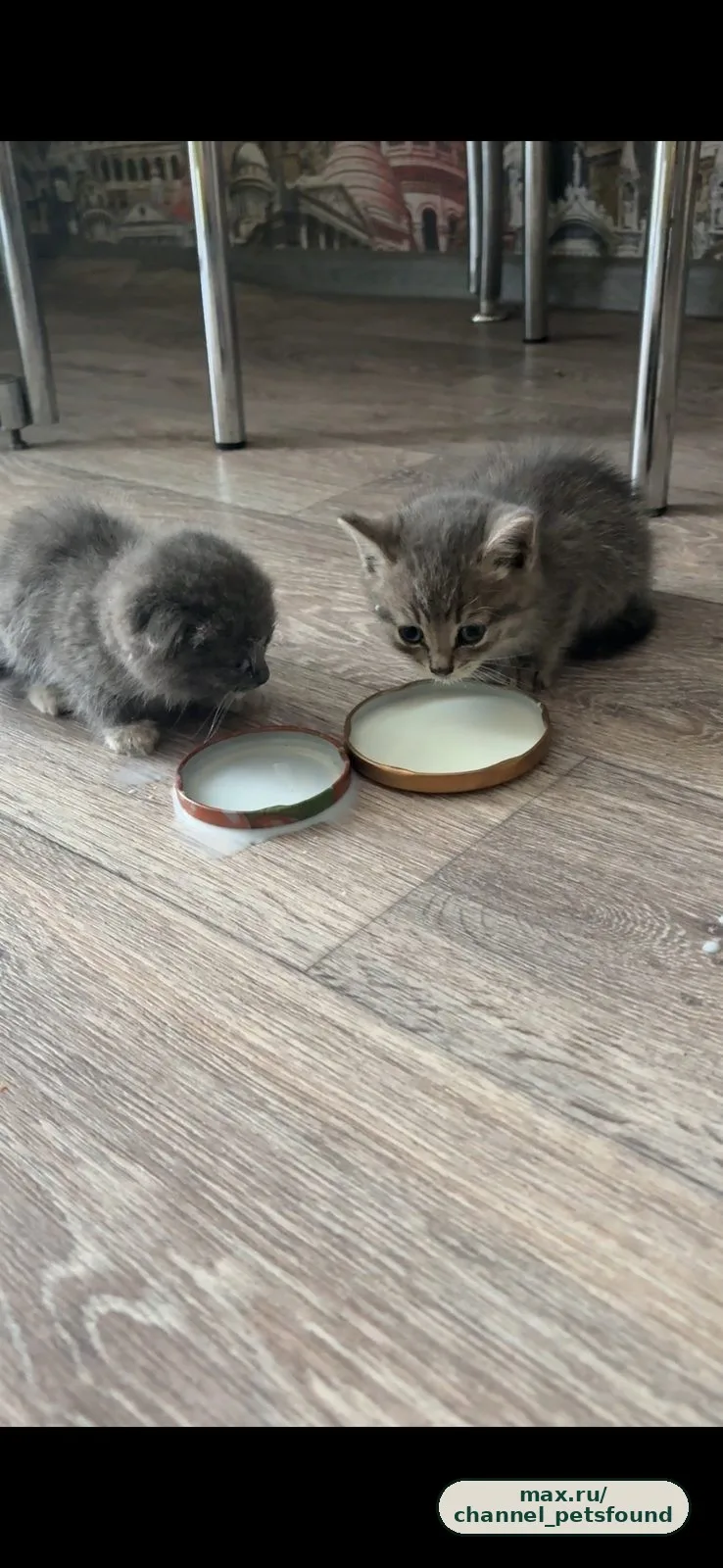🐾 Найден питомец — Воронеж
