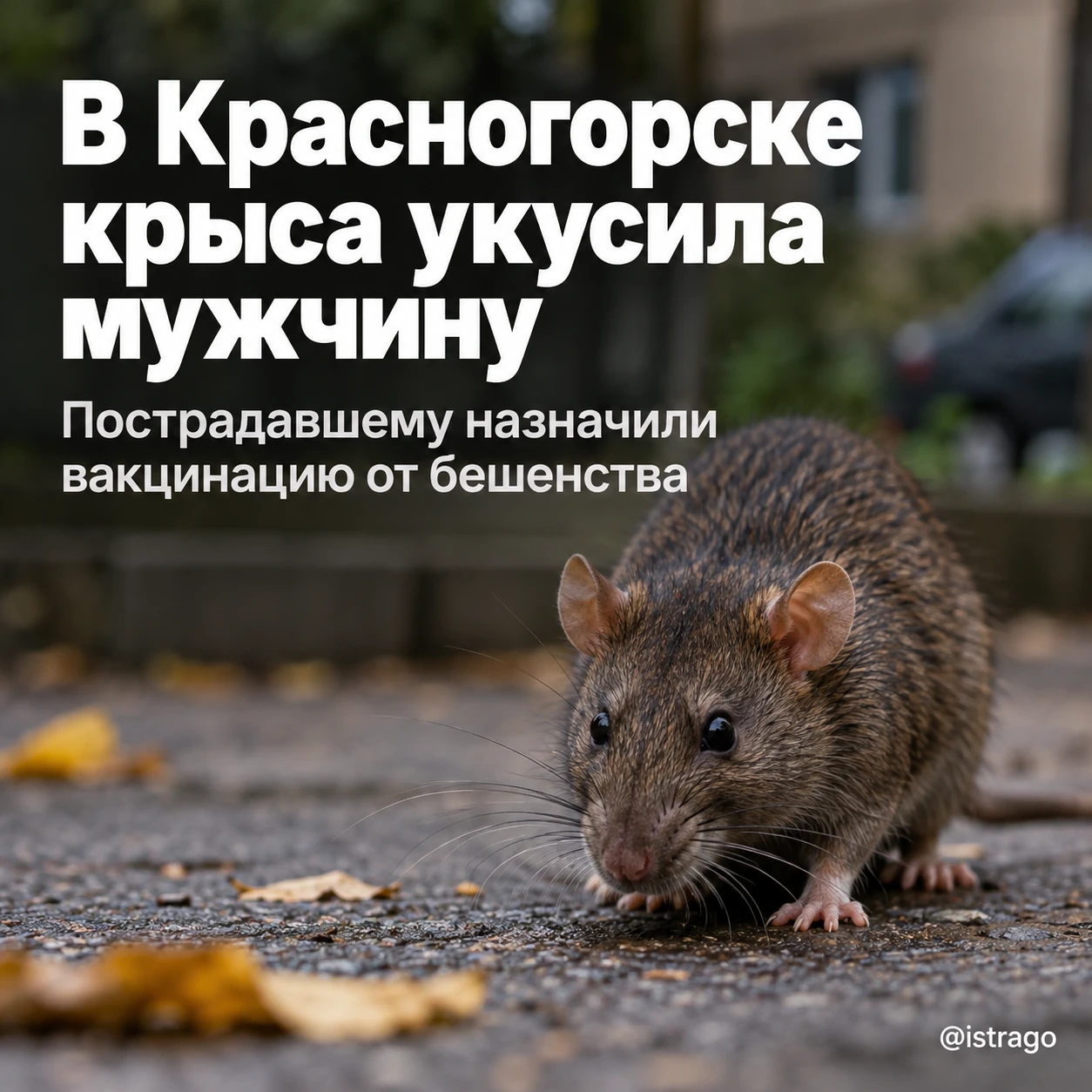 В Красногорске крыса укусила мужчину, который пытался её прогнать