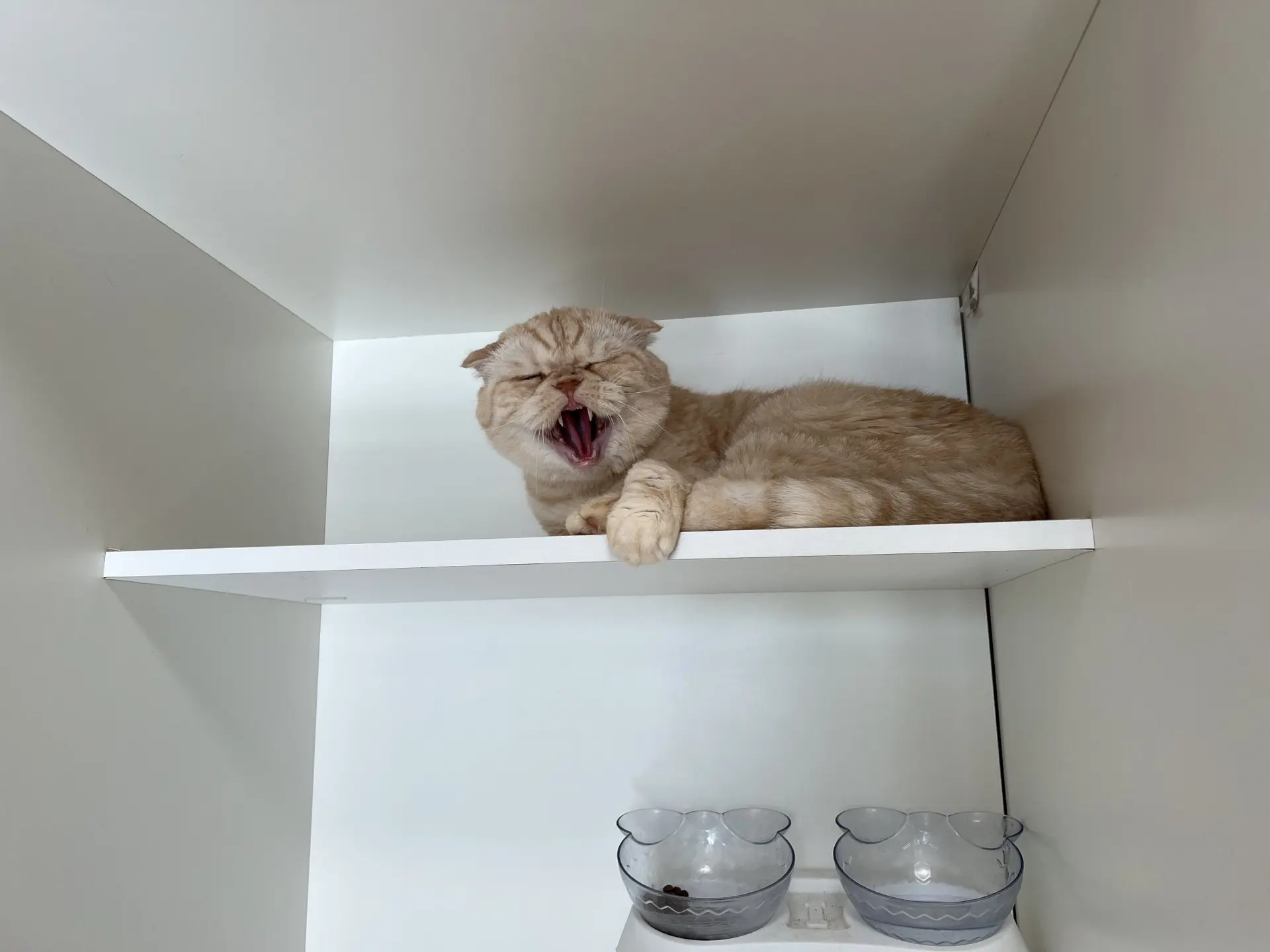 Ох, поскандалить я люблю 🙀