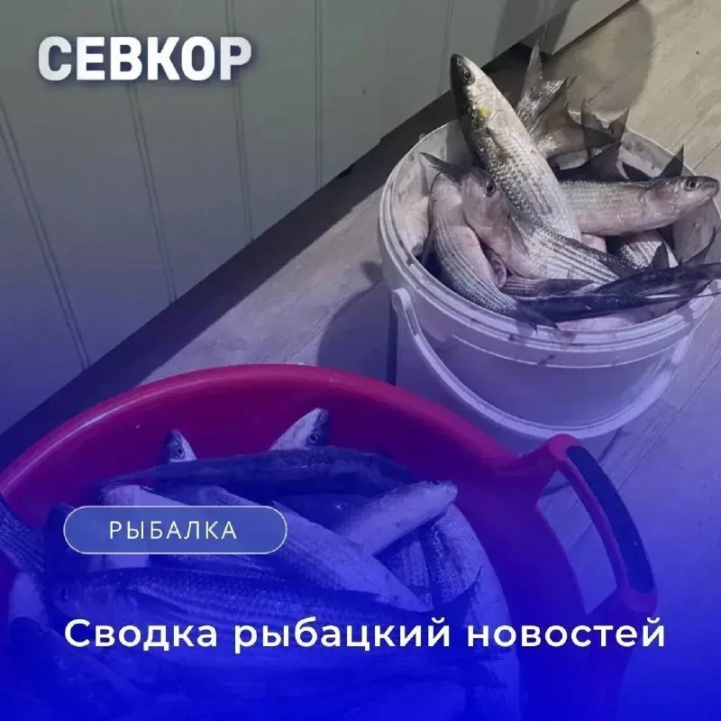 🎣 Сводка рыбацких новостей