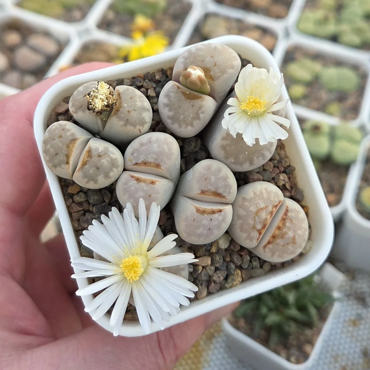 Lithops julii с хорошо выраженными красными губками 😘