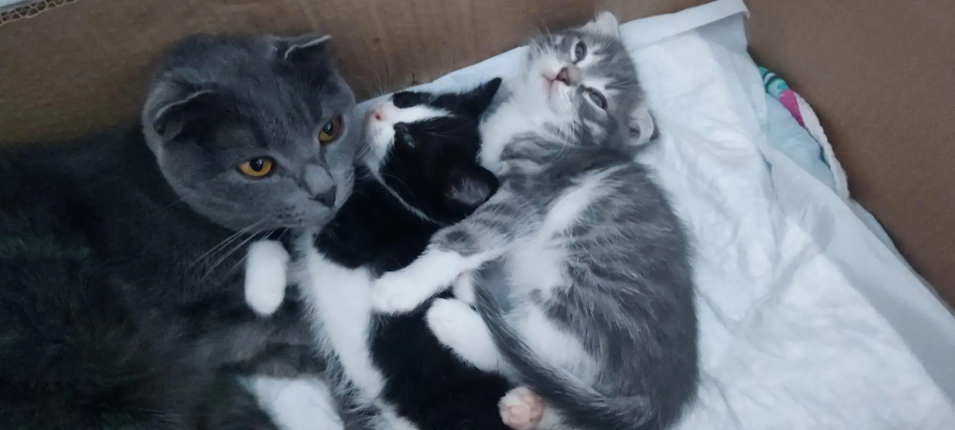 Отдам котят в заботливые , ответственные руки.(26 го котятам будет 2 месяца, самостояте...