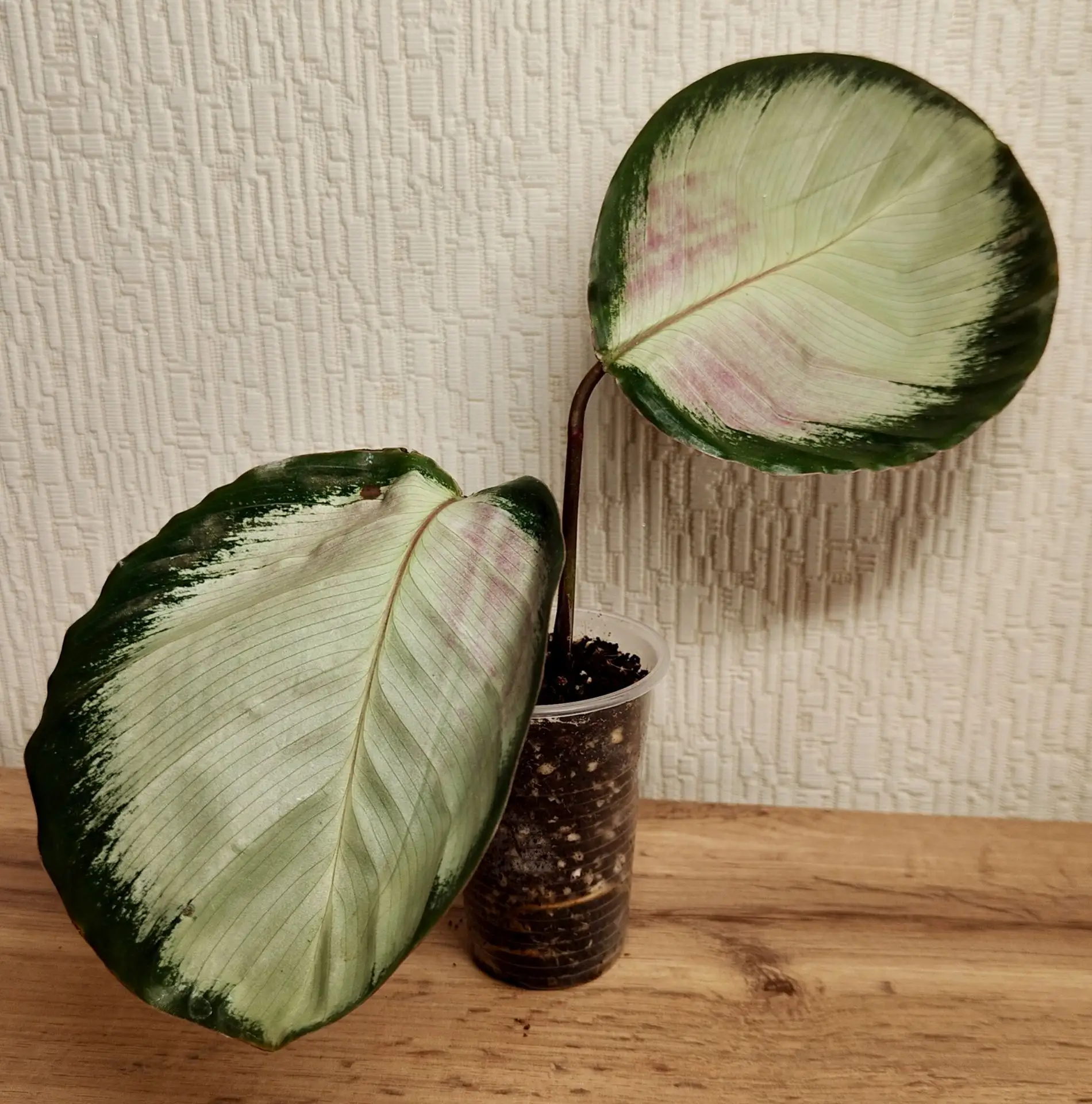 Калатея Rose red (Роуз ред)