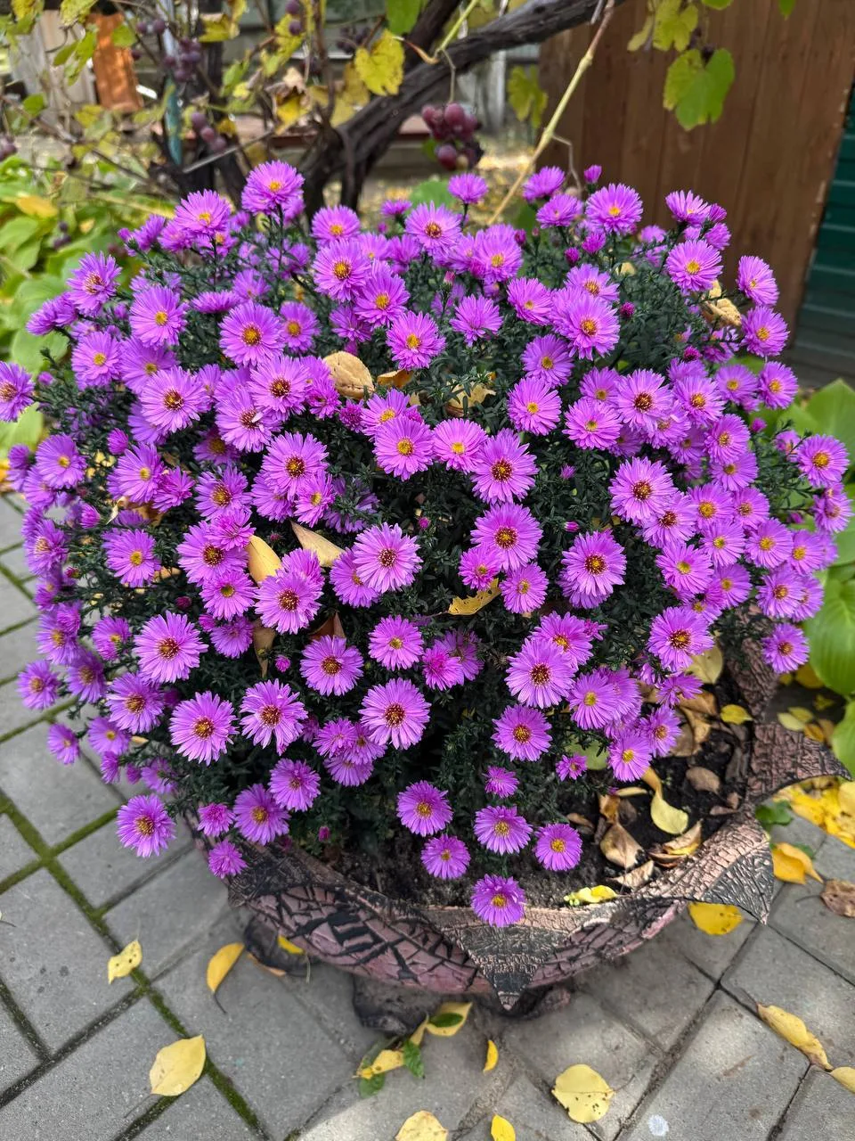 Разноцветные шарики 🌼🌸