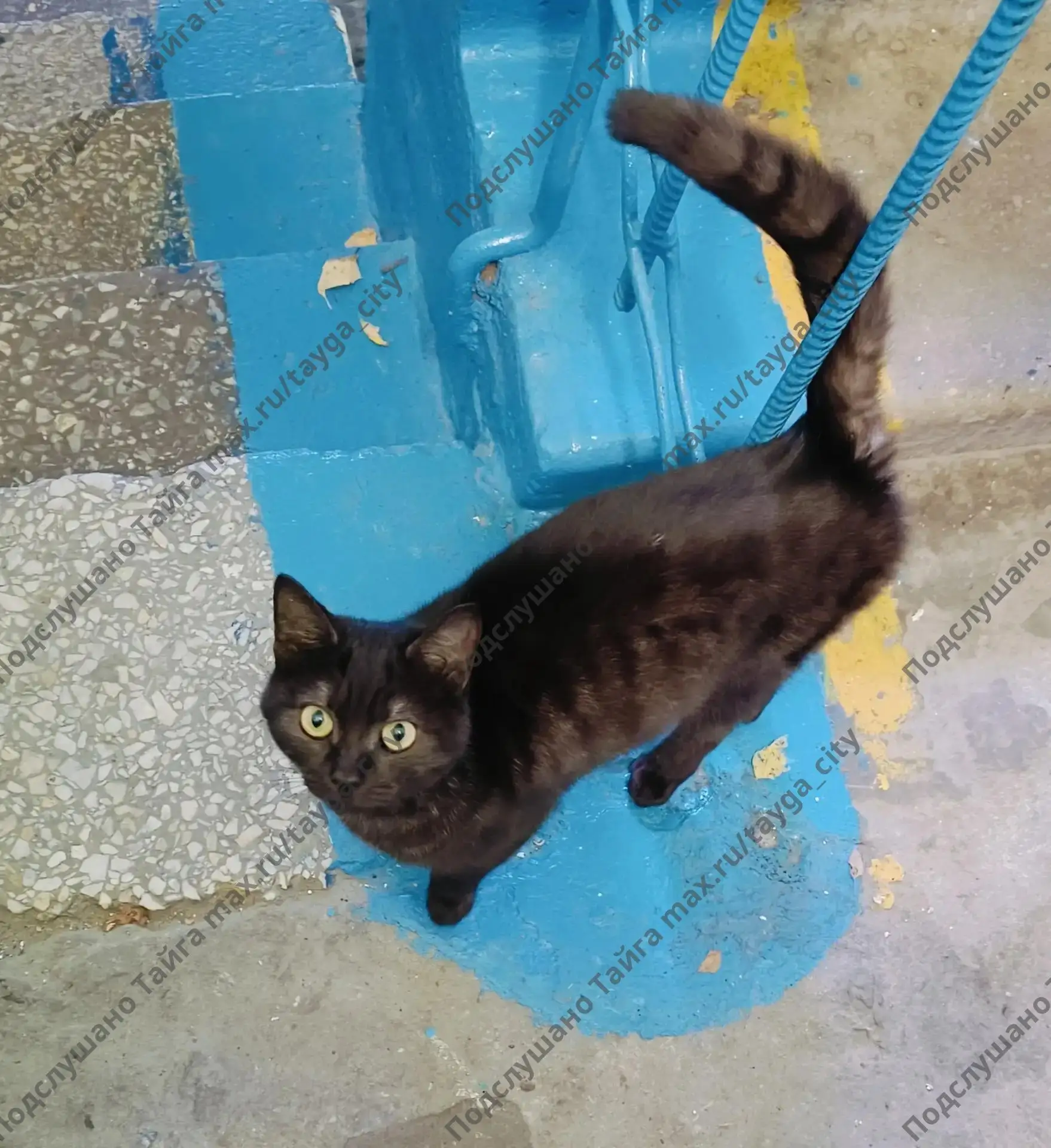 На Лермонтова, 14 прибился вот такой котик! Молодой, даже еще котёнок, ласковый очень. ...