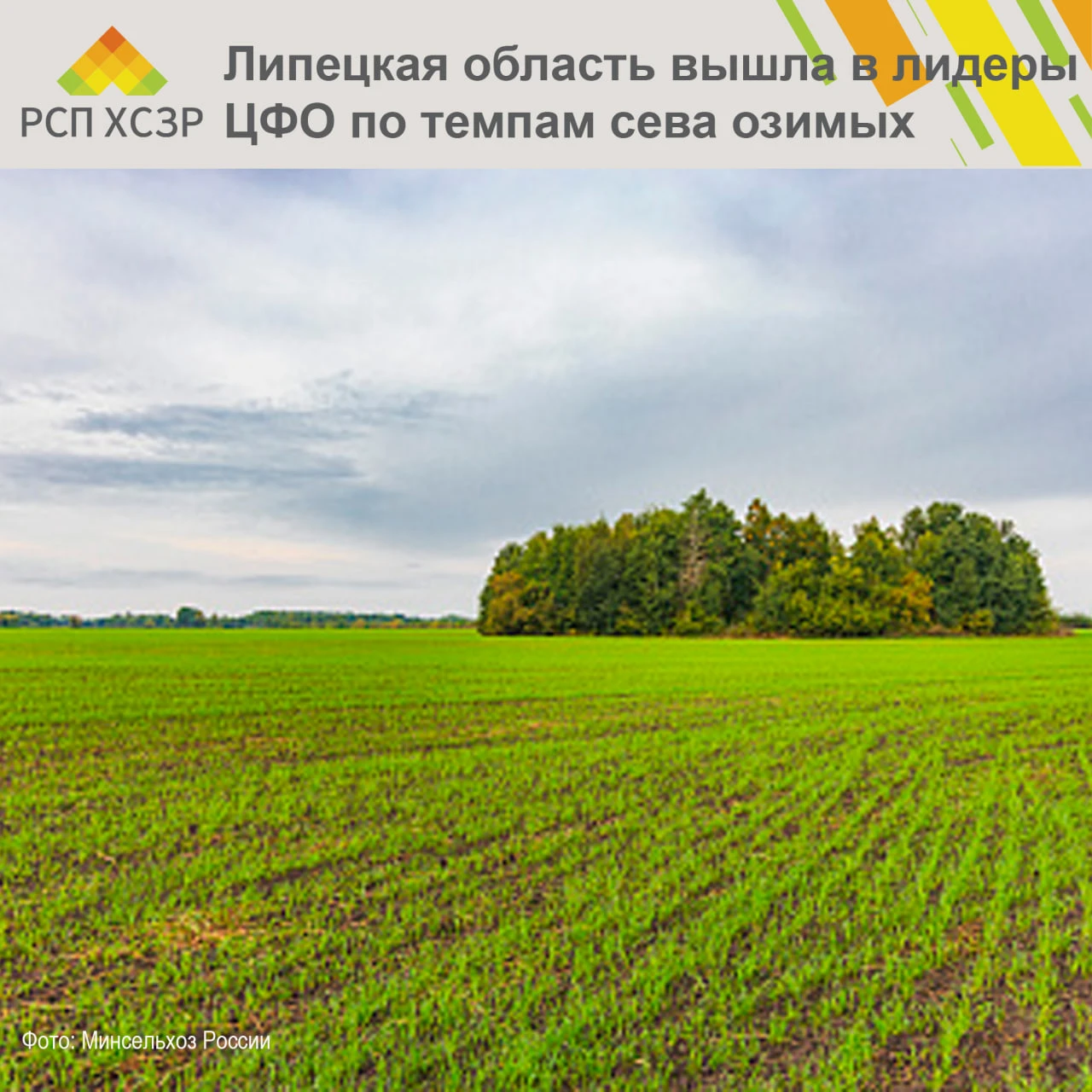 🌱 Липецкая область вышла в лидеры ЦФО по темпам сева озимых
