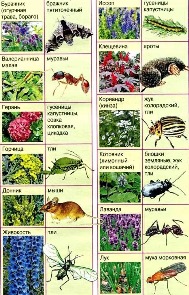 Растения-защитники на участке❤️