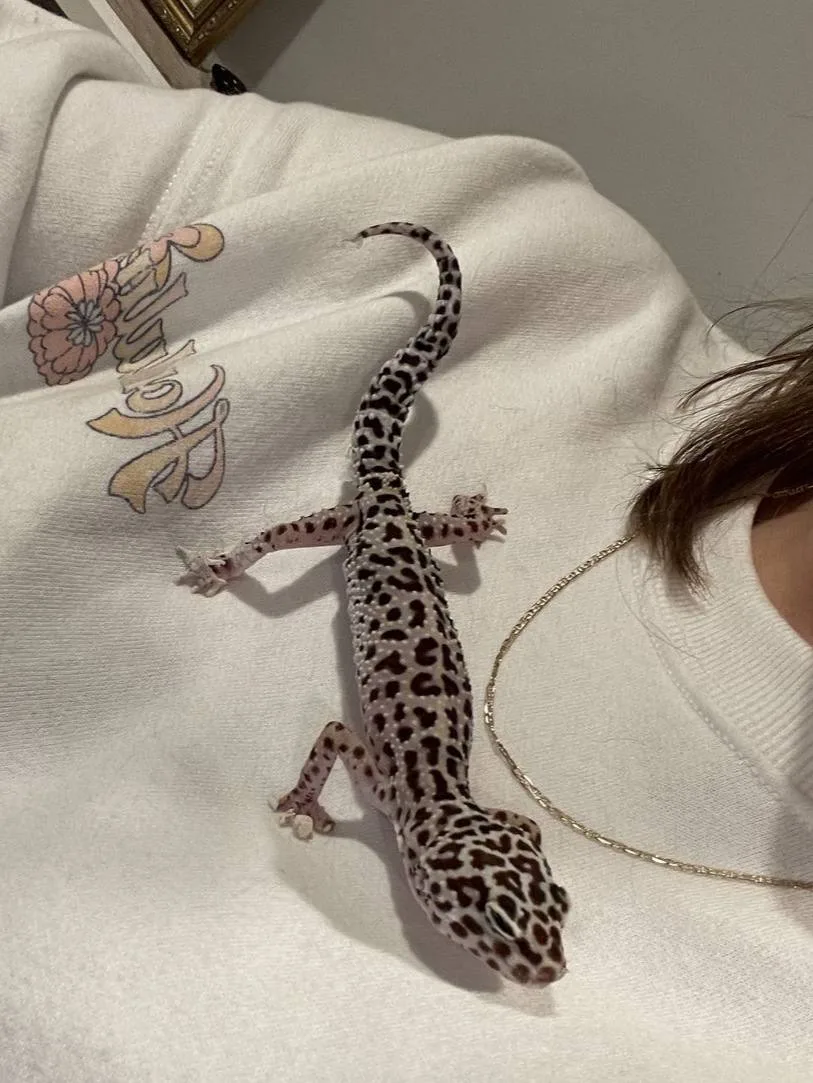 🦎 Пол леопардового геккона может зависеть от температуры яйца
