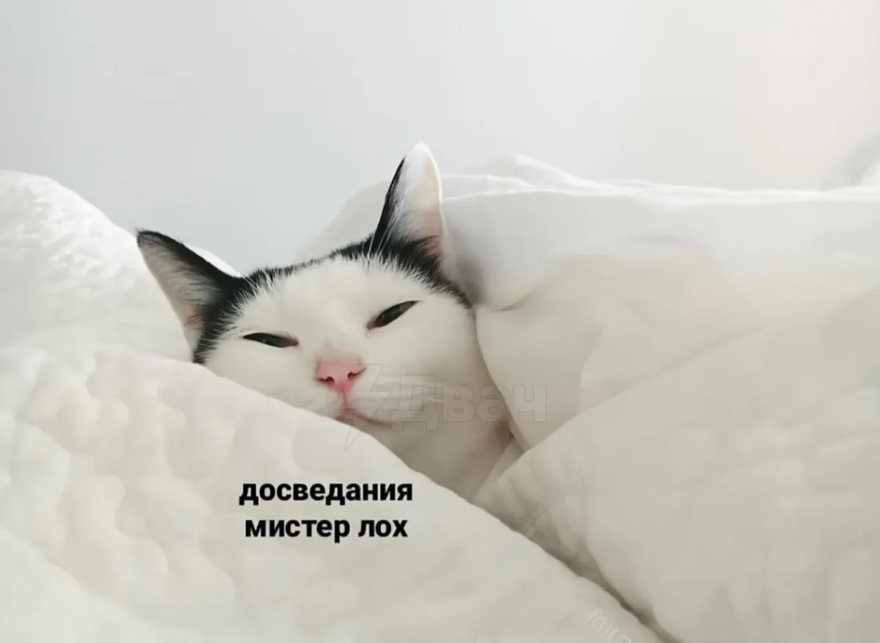 🐱Когда перед выходом на работу ты обернулся посмотреть на своего кота.
