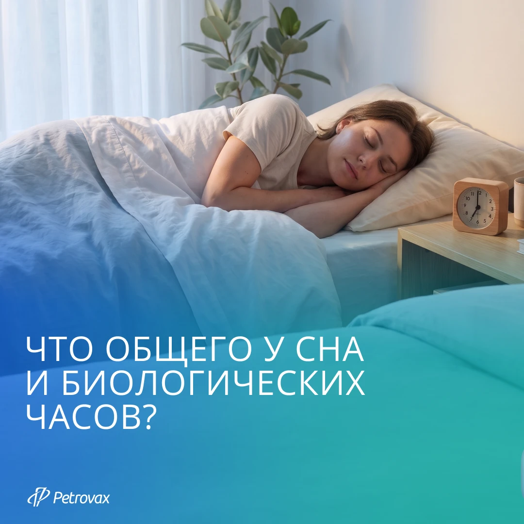Что общего у сна и биологических часов?