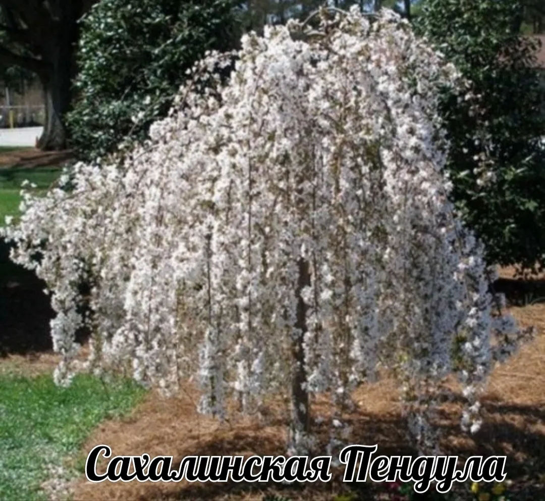 🌳🌺Продолжаем подборку декоративных деревьев для сада : если сирень вы уже рассматрива...