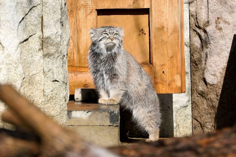 😺 В Московском зоопарке сообщили, что у Тимофея появились три потенциальные невесты