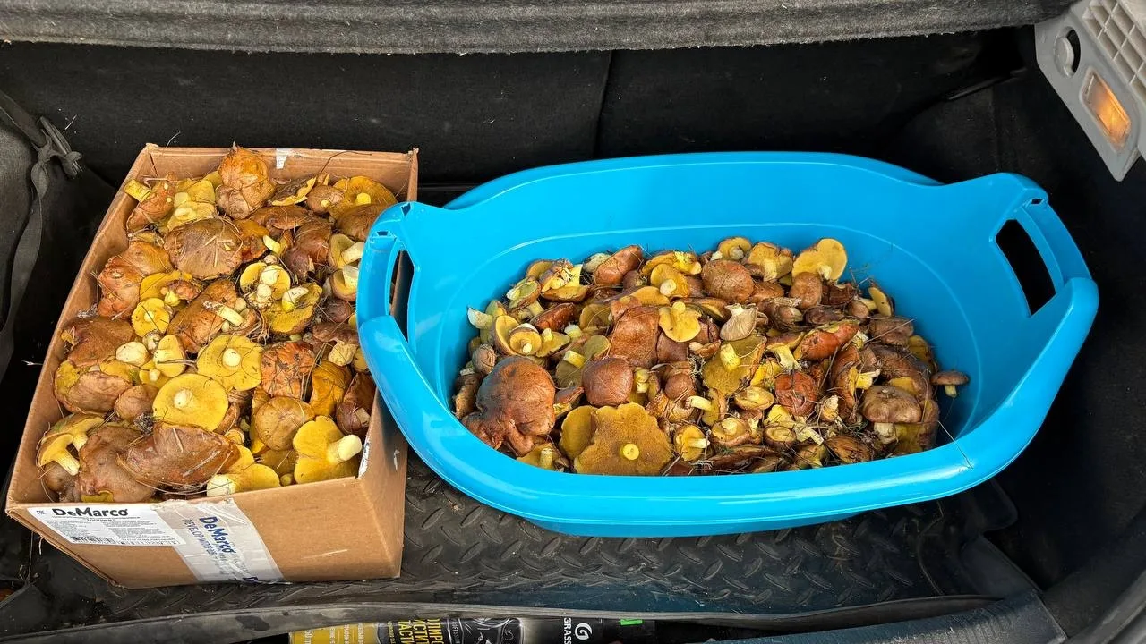 🍄 Грибы продолжают радовать крымчан