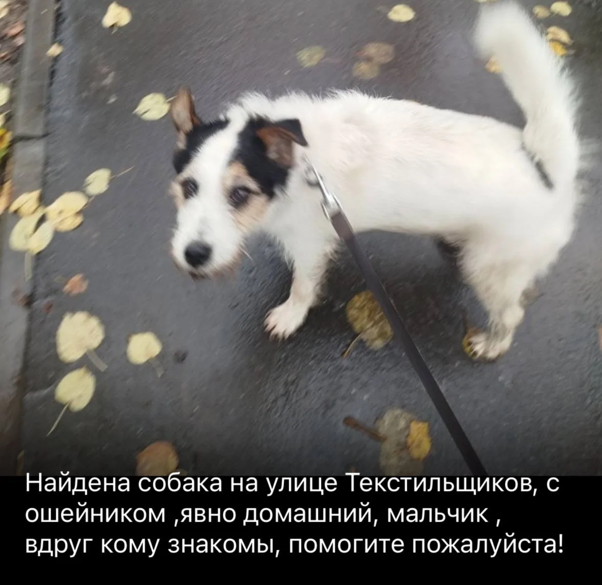 🐕После работы ПВО в ТиНАО начался настоящий бум «потеряшек»