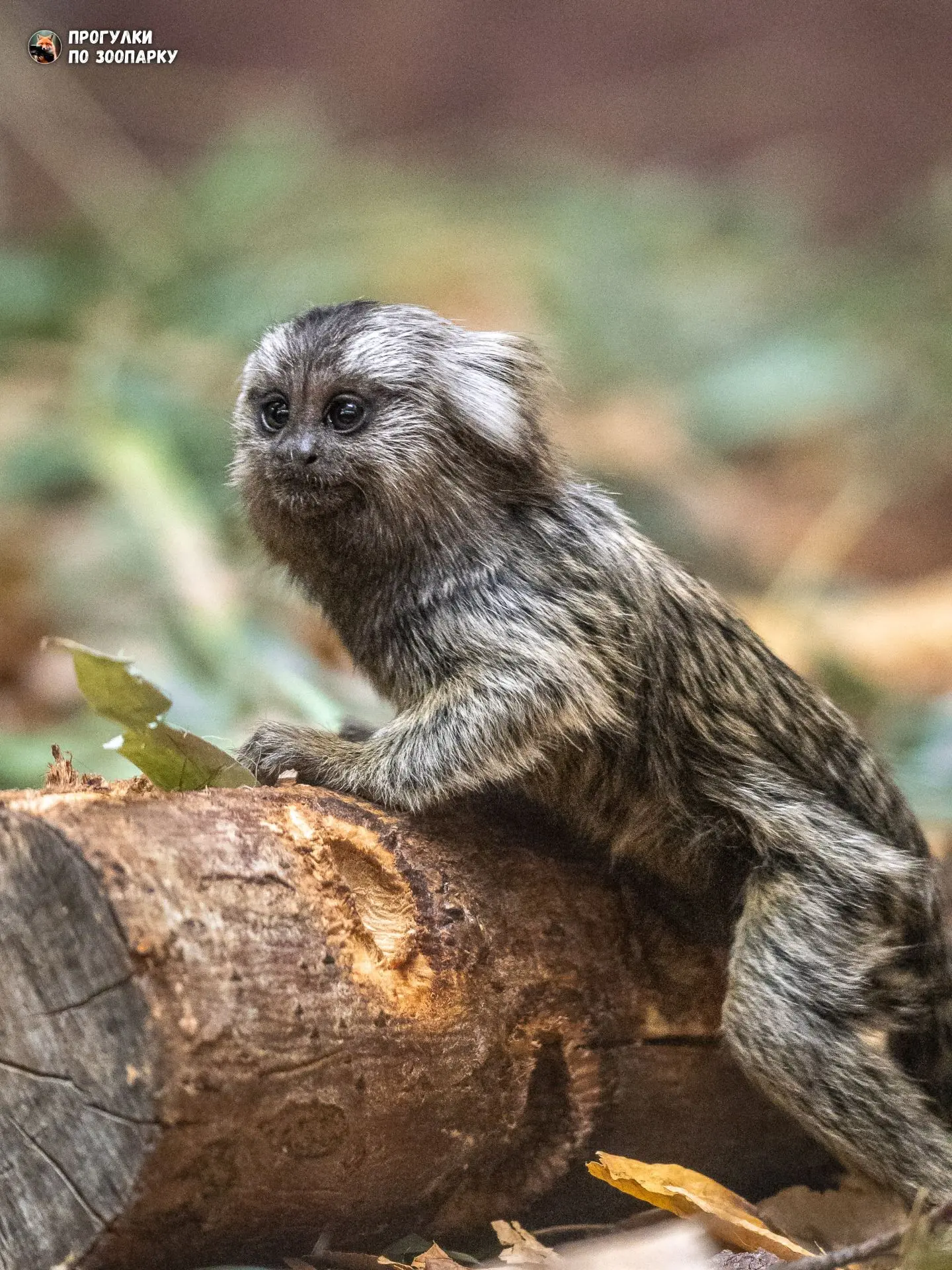 Детёныш белоухой игрунки🐒