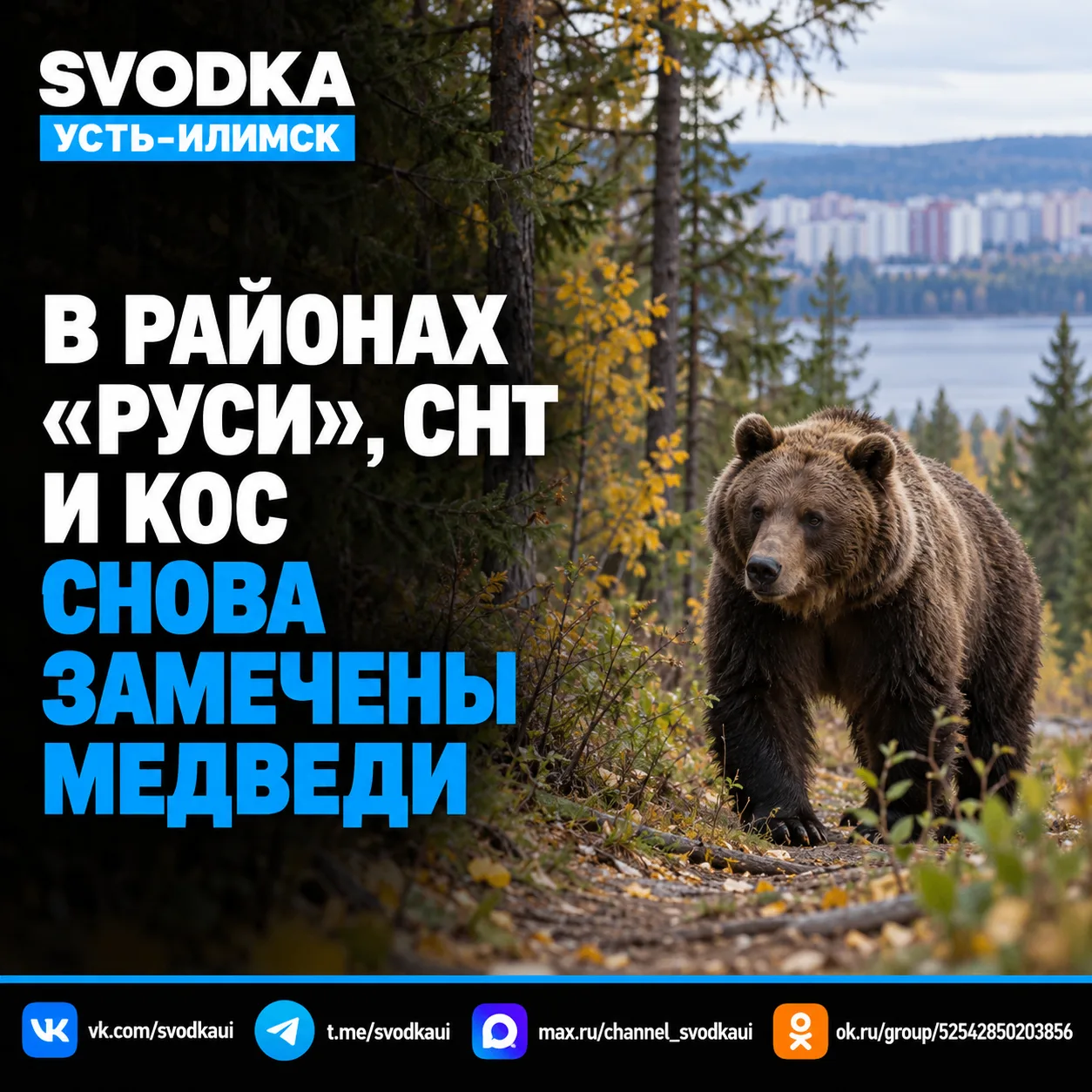 🐻 В районах «Руси», СНТ и КОС снова замечены медведи