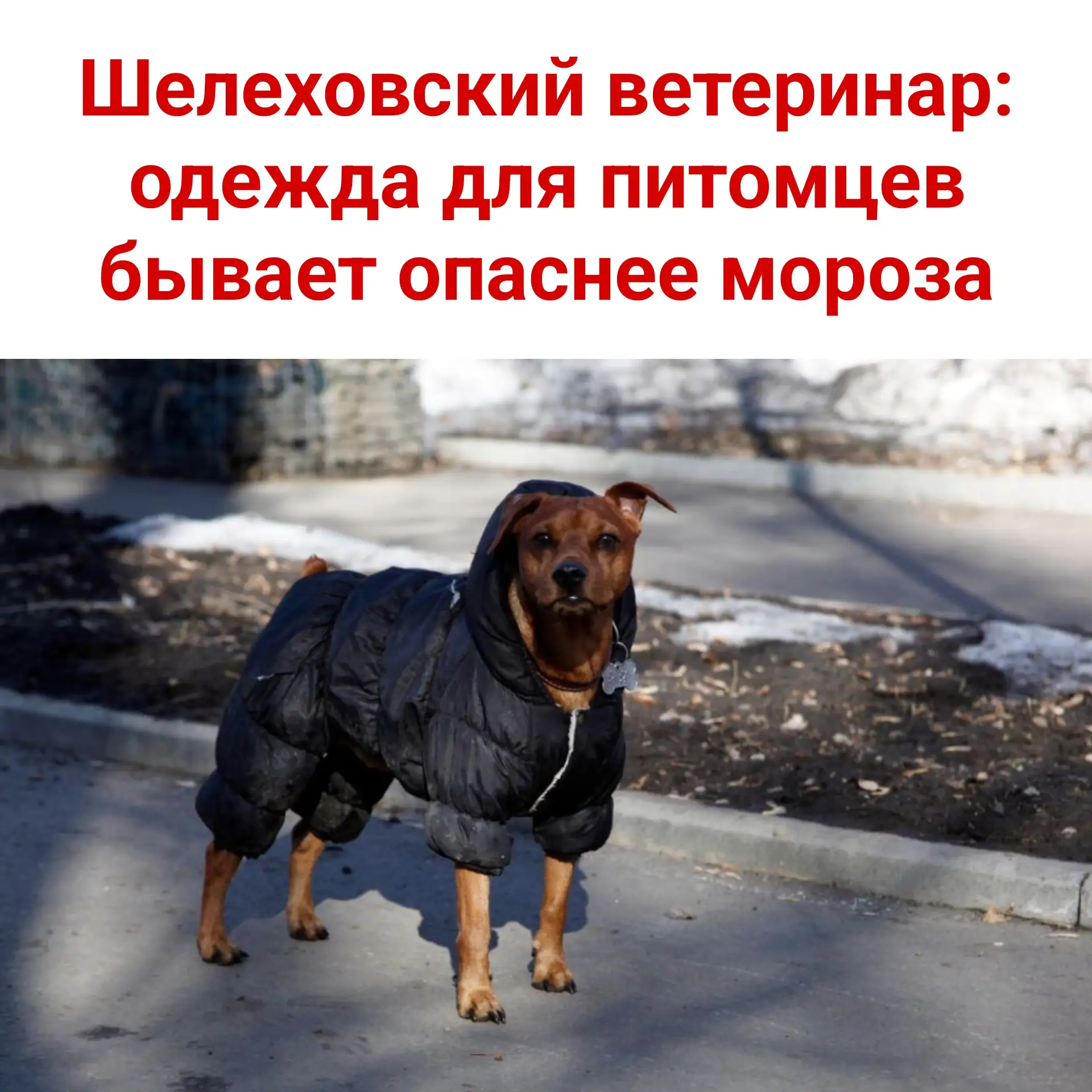🐶 Шелеховский ветеринар: одежда для питомцев бывает опаснее мороза