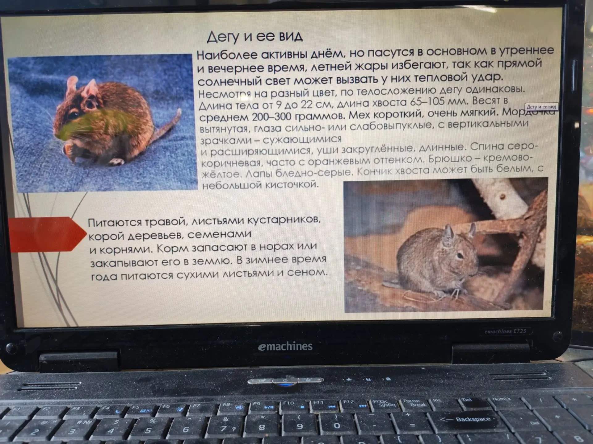 Вот так в тесном контакте с животными проходят занятия у педагога МАУДО ЭБЦ Евстафеевой...