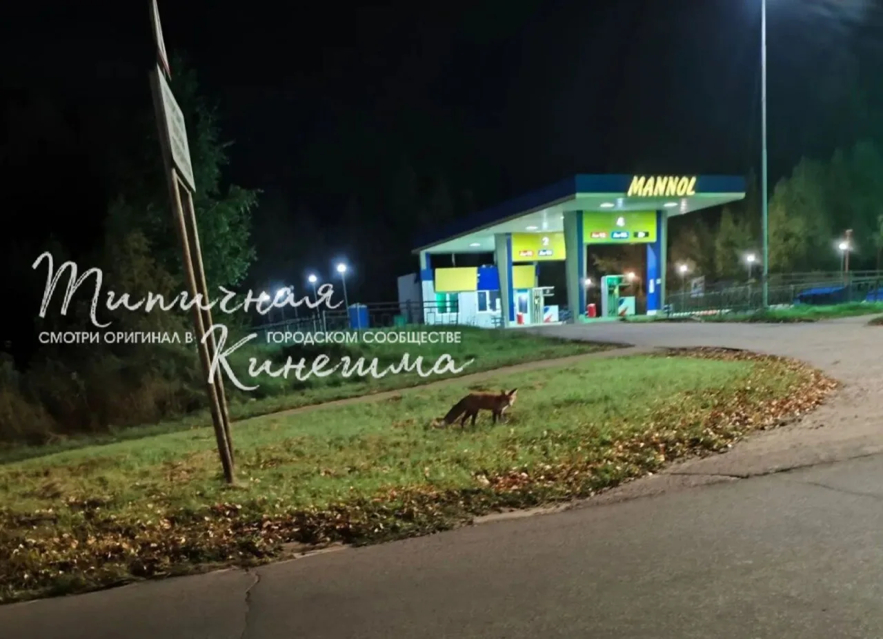 Лиса замечена в Кинешме на Баха.