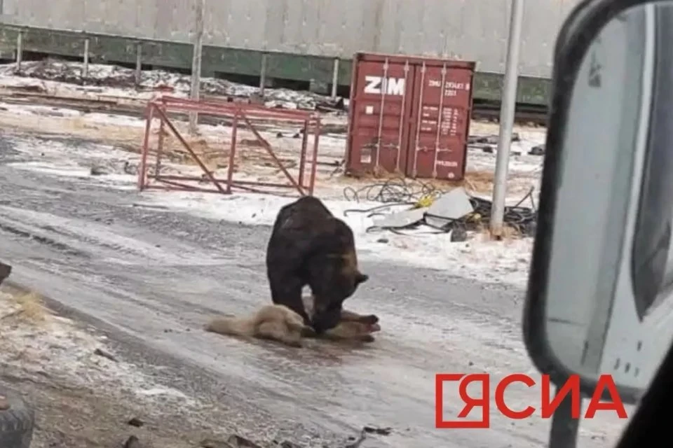 ❗️В Булунском районе Якутии бурый медведь загрыз собаку