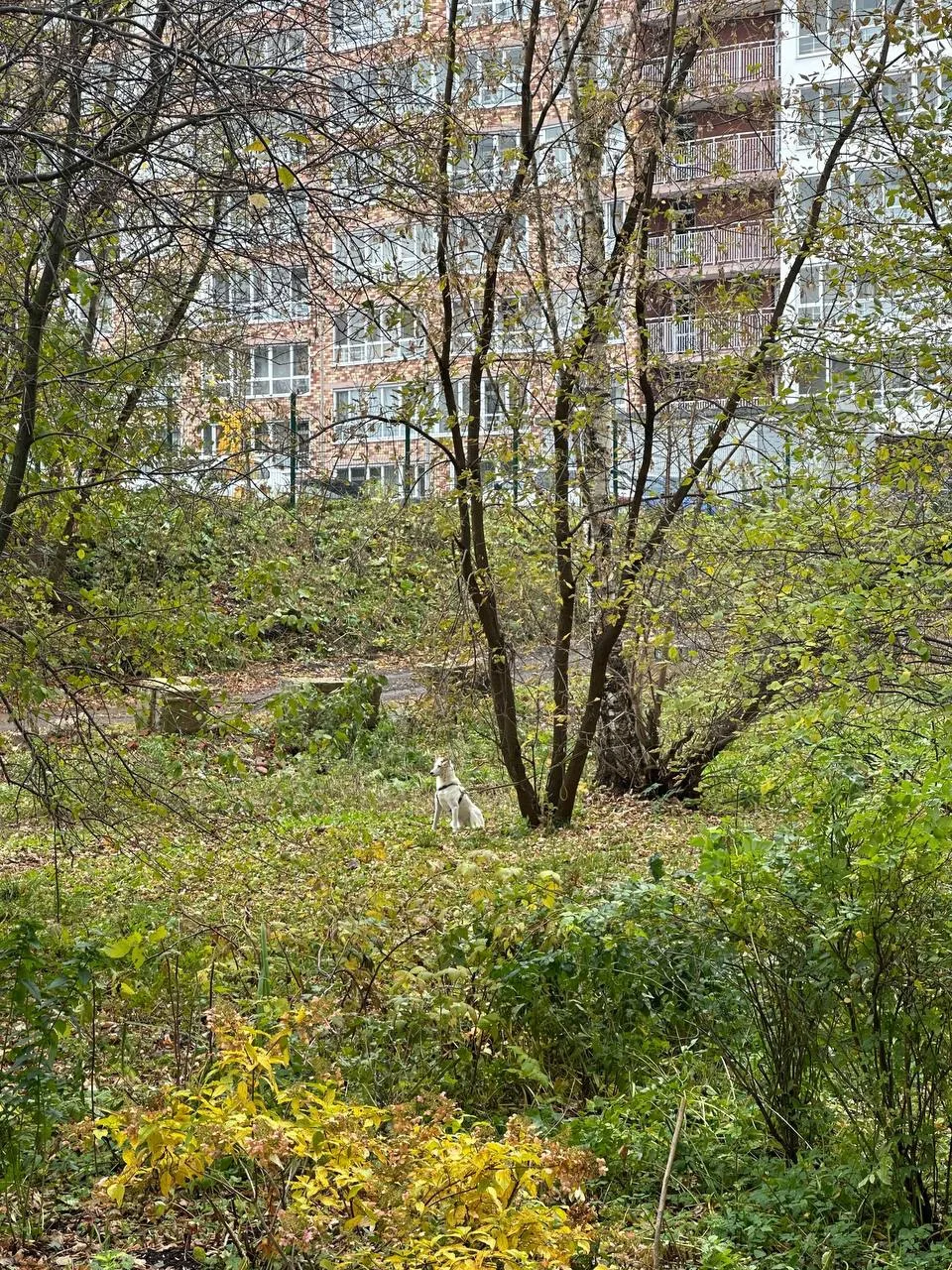 ❗️Всем здравствуйте, оставили привязанной собаку за домом на Муромской 26, ближе к плат...