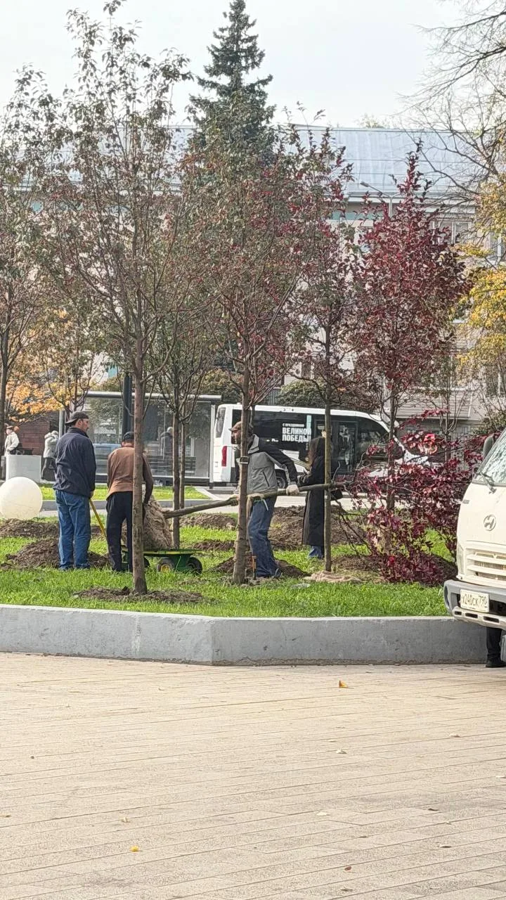 🌳 На Советской площади в Пушкино высадили вторую партию яблонь сорта «Роялти». Новые д...
