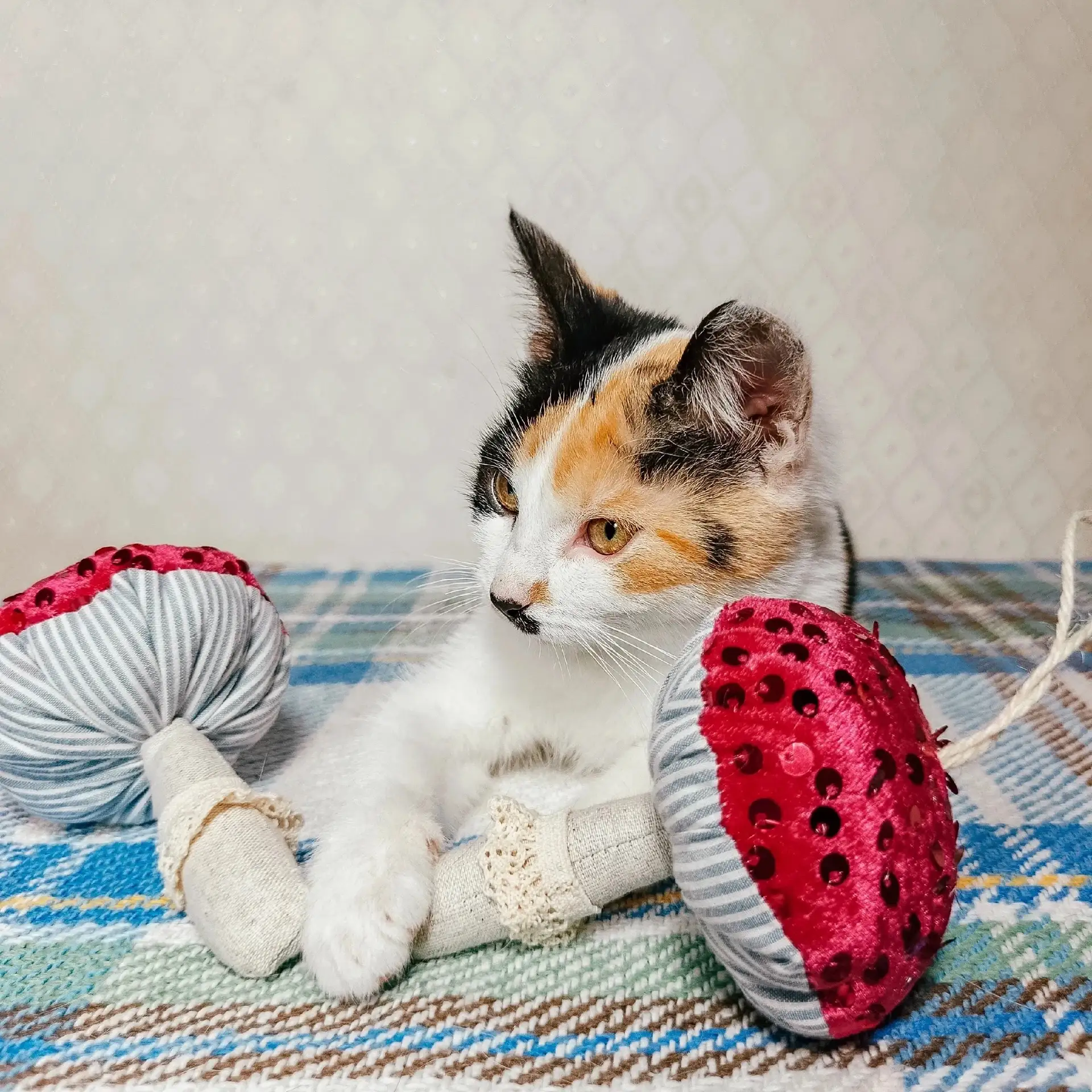 🐾 В ПОИСКАХ ДОМА