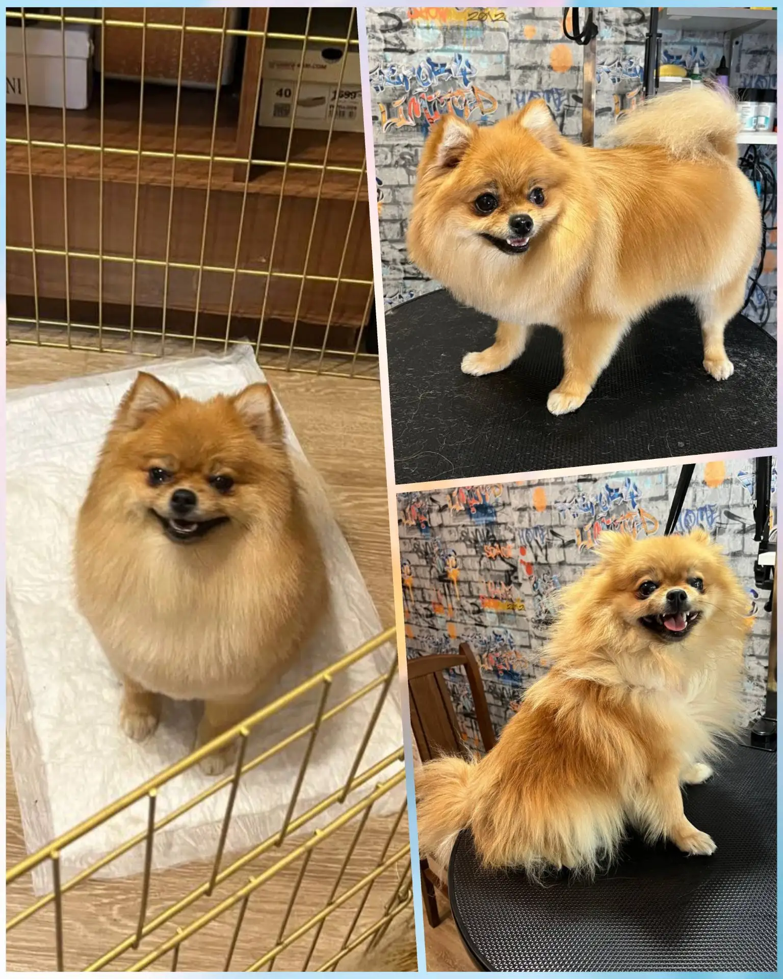 Комплексная стрижка для обаяшки шпицули😊🐶❤️