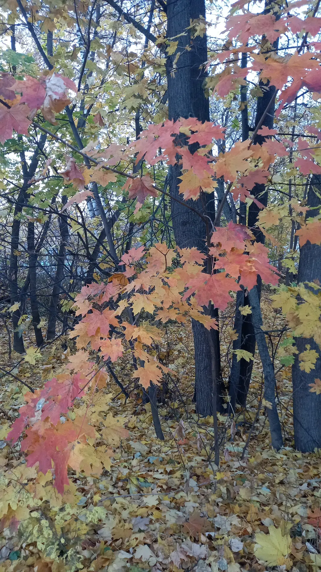 Доброго осеннего утра🍁🍁🍁❤