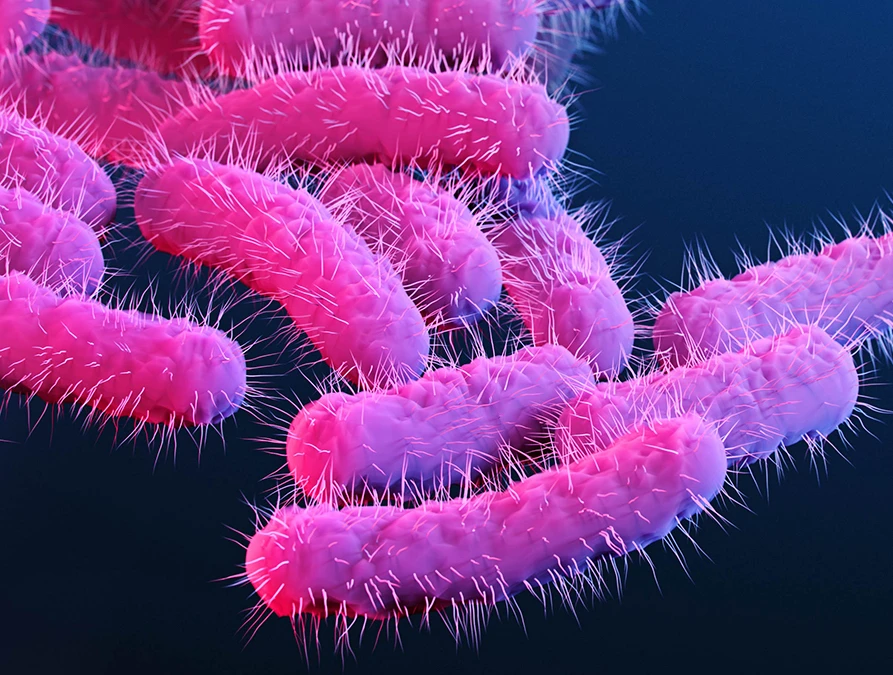 Супербактерия Shigella распространяется в США. Передается половым путем и не боится ант...