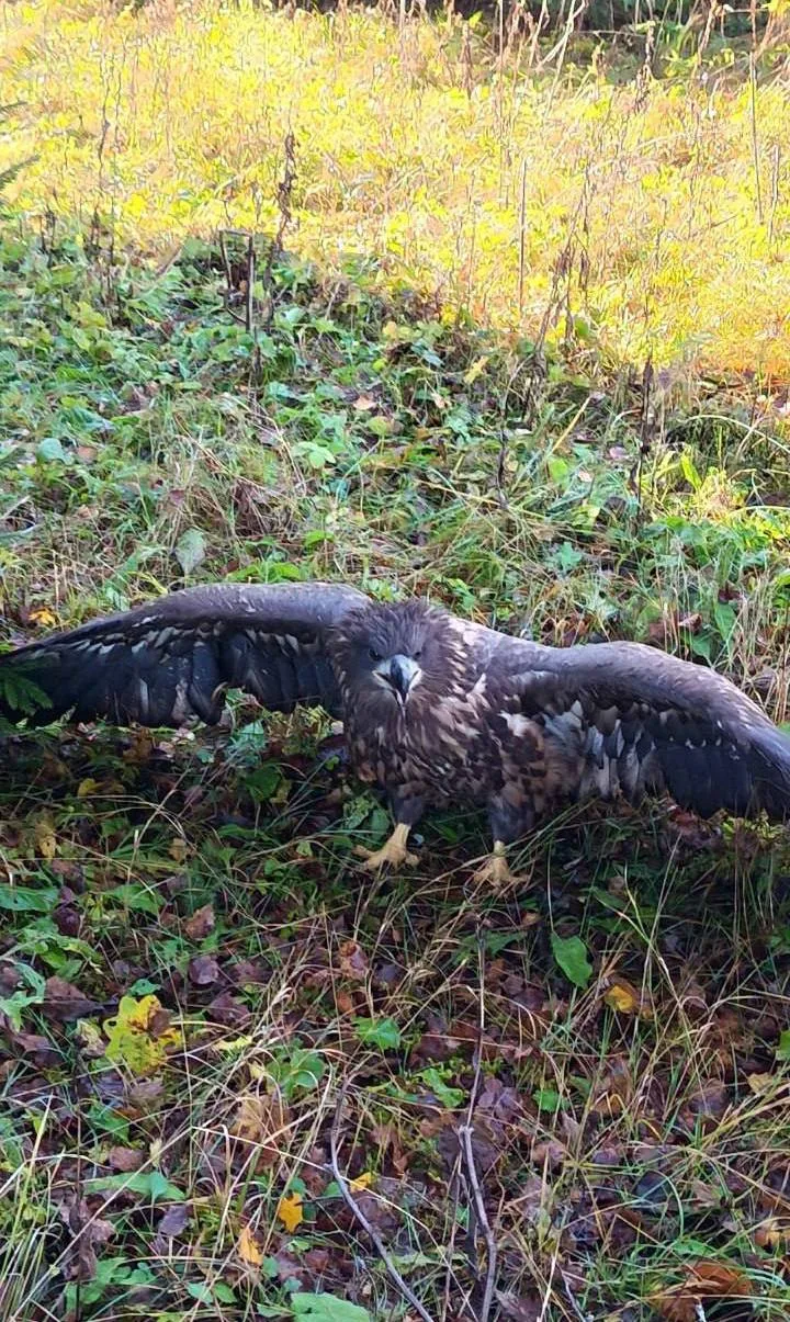 В Пермском крае заметили молодого орлана-белохвоста. Редкую встречу зафиксировали в при...