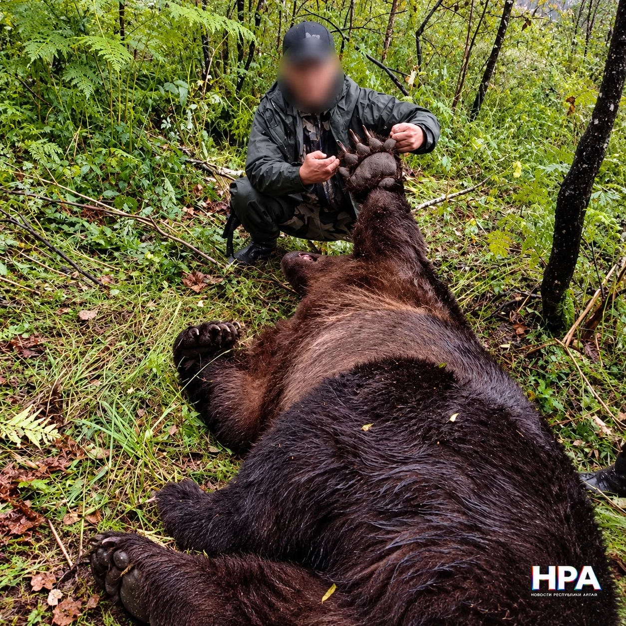 🐻 В Республике Алтай с начала года отстрелили 187 медведей