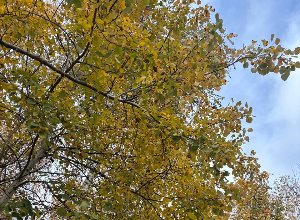 ☀️Аномальное тепло придёт в Воронежскую область перед наступлением холодов