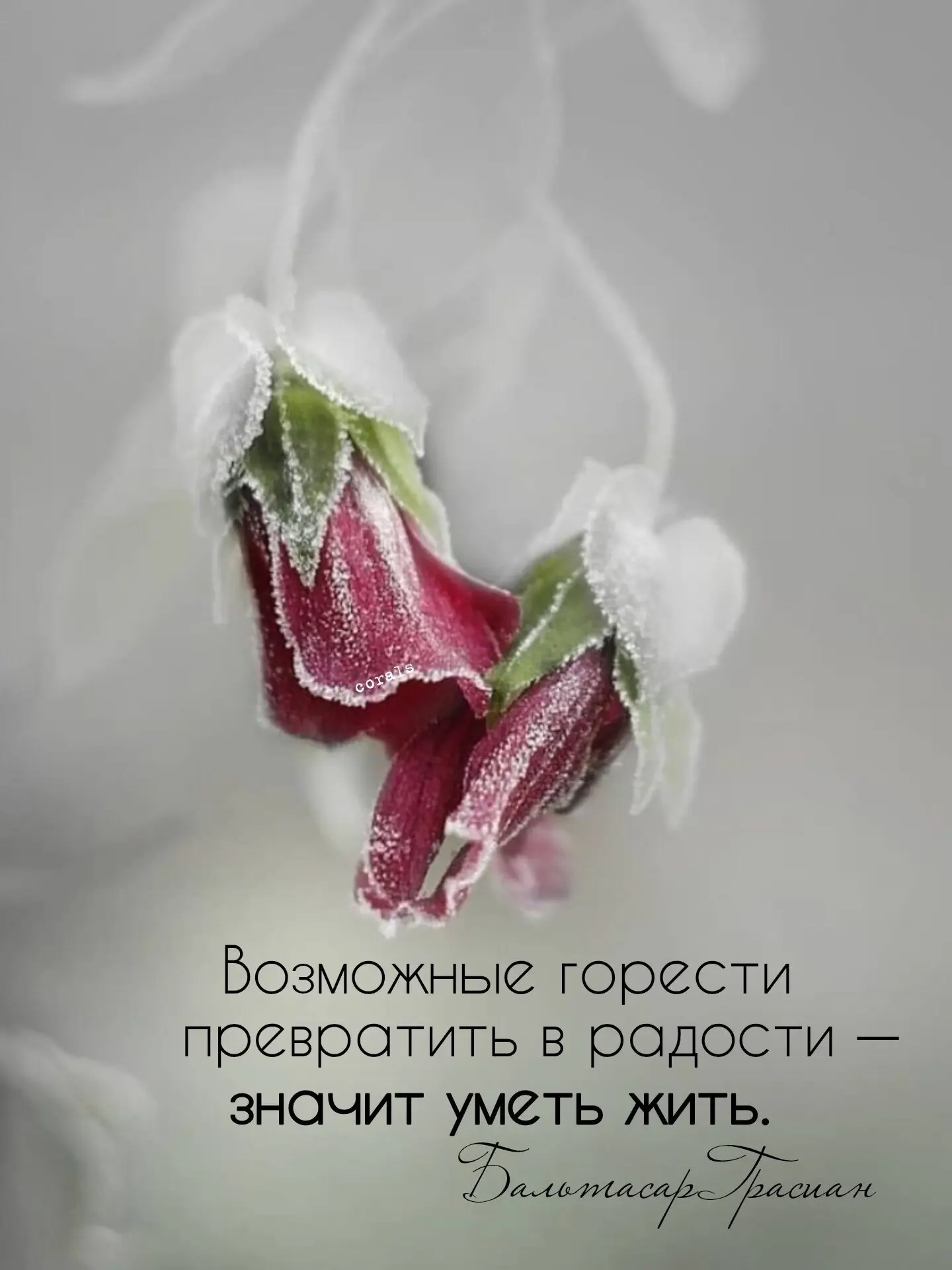 🇷🇺  Мы в МАХ : https://max.ru/dusha_angela_new