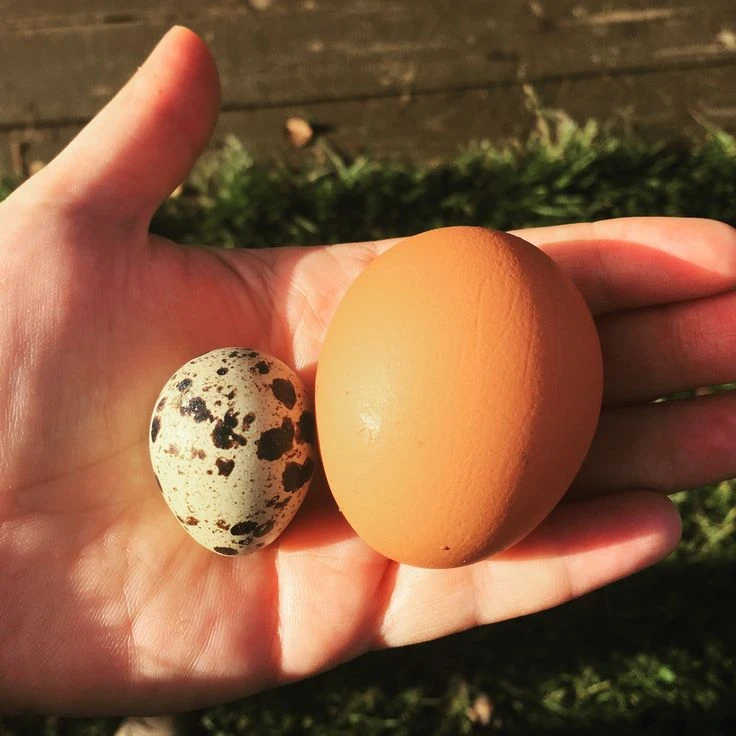 🥚 КУРИНЫЕ ИЛИ ПЕРЕПЕЛИНЫЕ