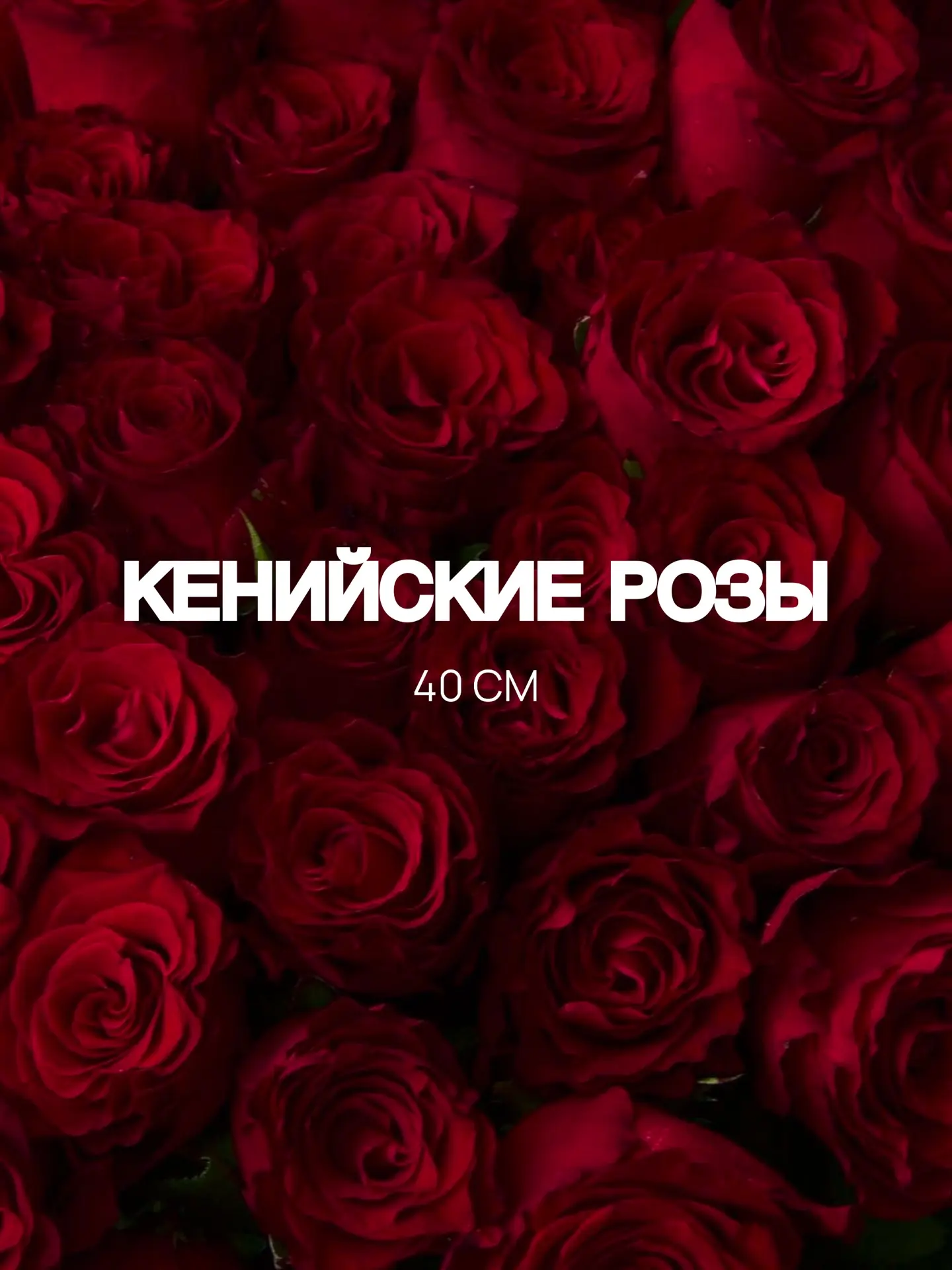 Кенийские розы — это когда хочется и красиво, и надолго🌹