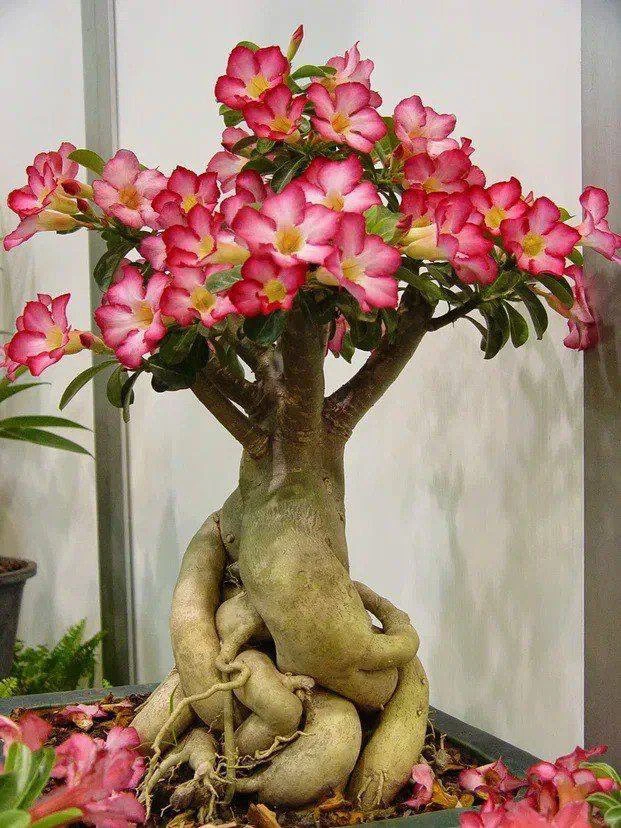 Адeниум 🌺