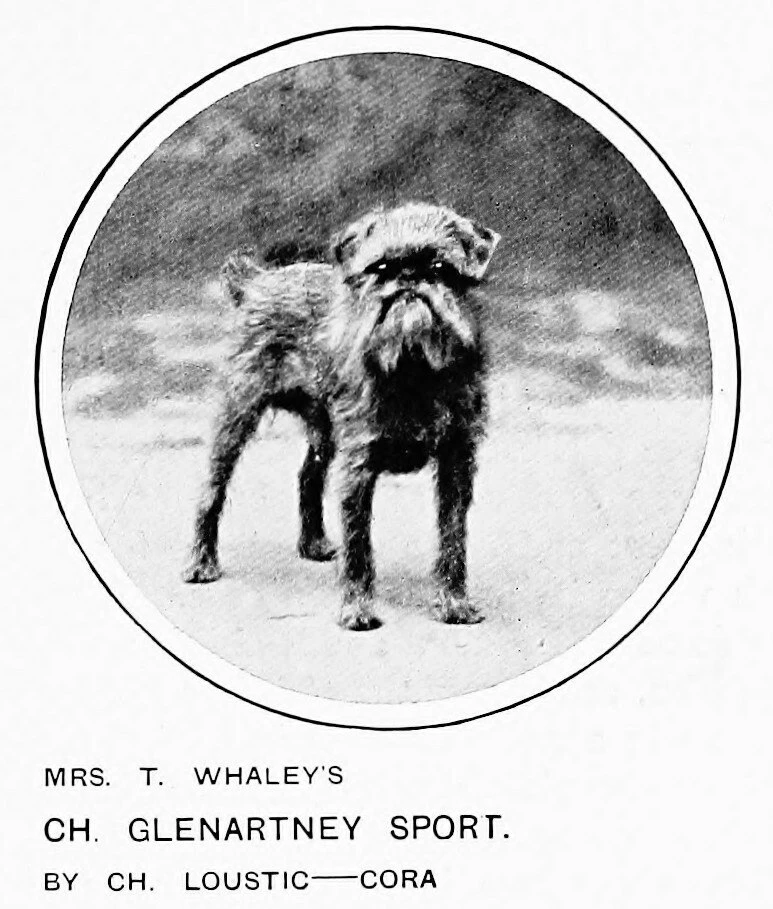 Ch. Glenartney Sport (Ch. Loustic x Cora), владелец миссис T. Whaley. Иллюстрация из кн...