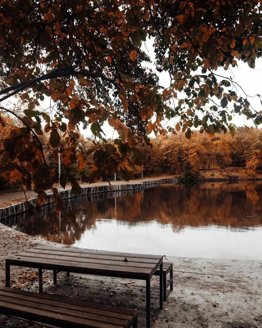 Золотая осень на Ударнике🍁🍁