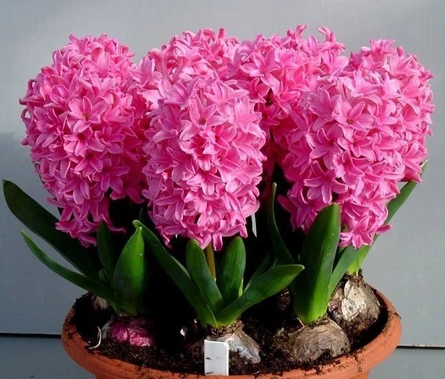 ГИАЦИНТ🌸