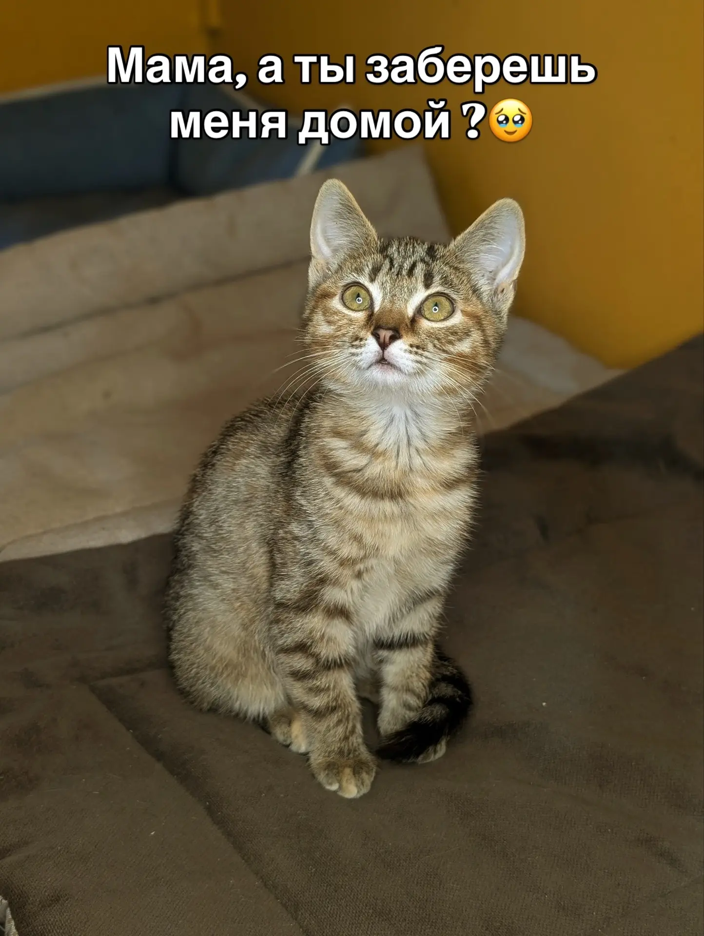 В добрые руки отдается крошечное чудо котенок-девочка, которой всего 2 месяца.❤️