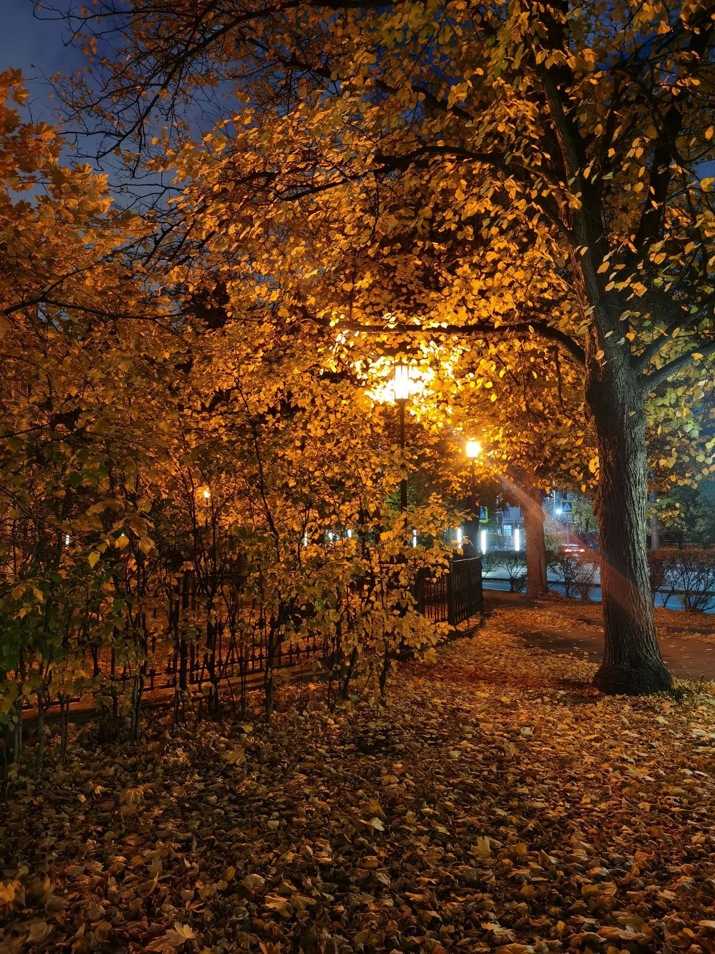 Волшебная осень 🍁