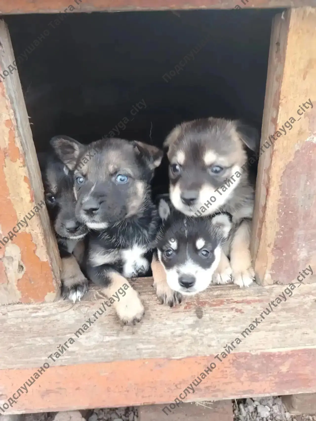 Щенки в добрые руки! 🐶