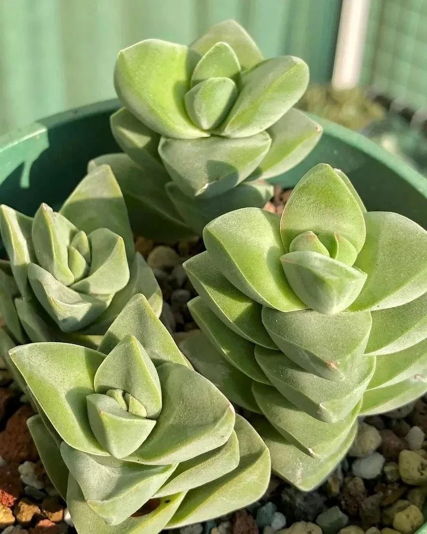 Крассула мунглоу🌱
