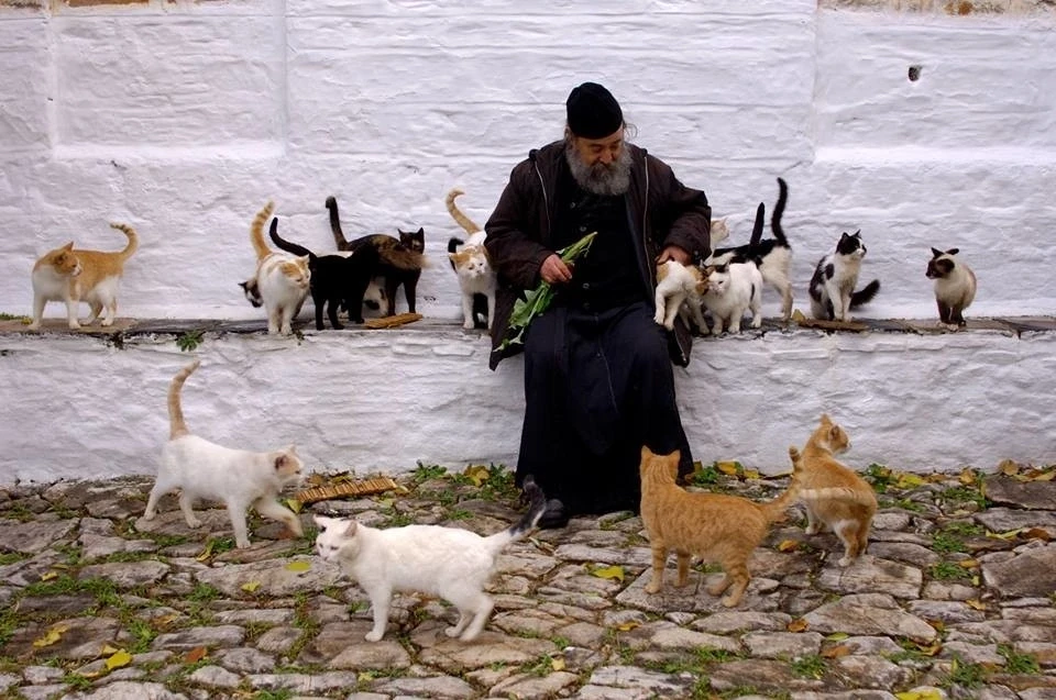 Котики😊