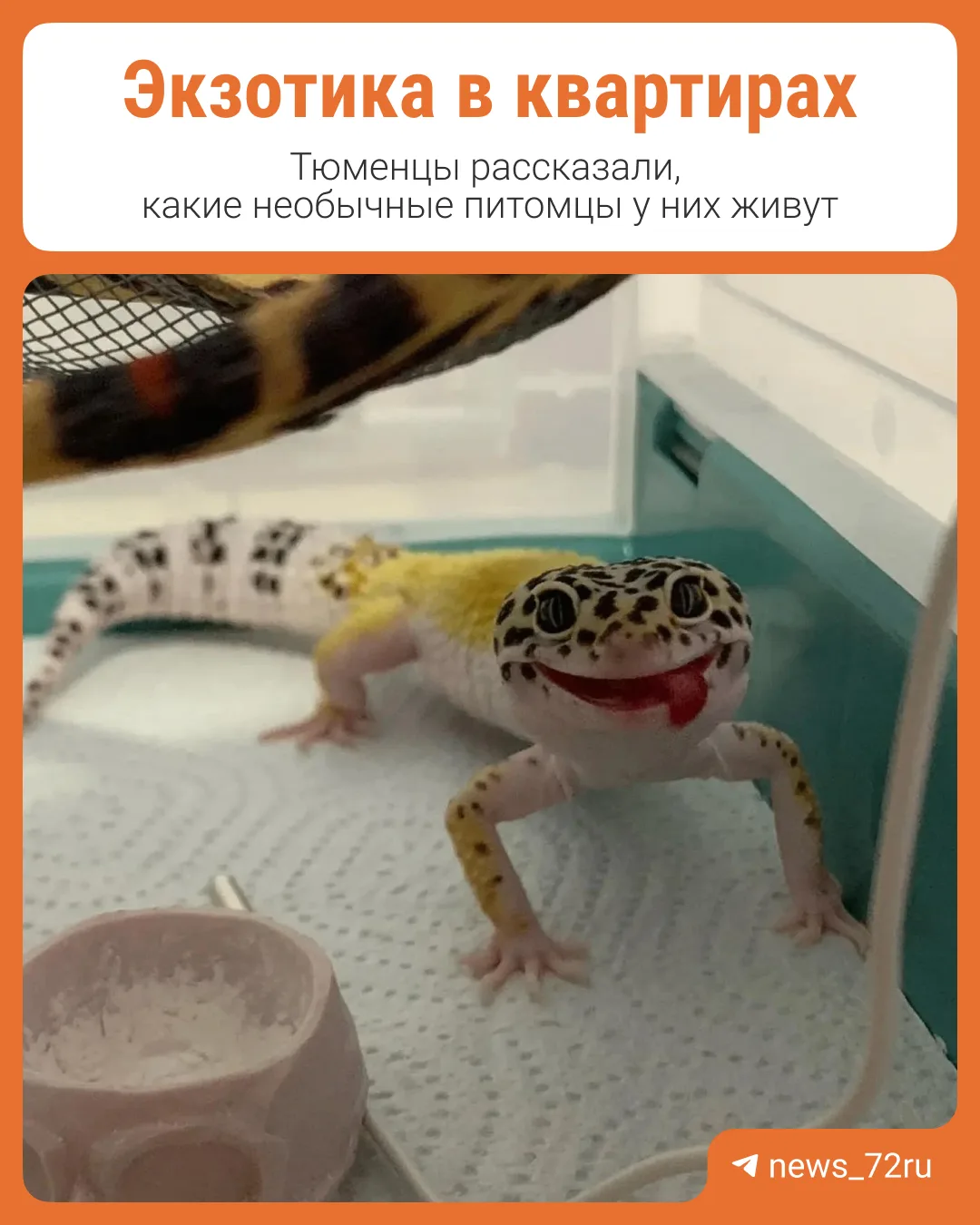 Тюменцы показали, какие необычные питомцы у них живут