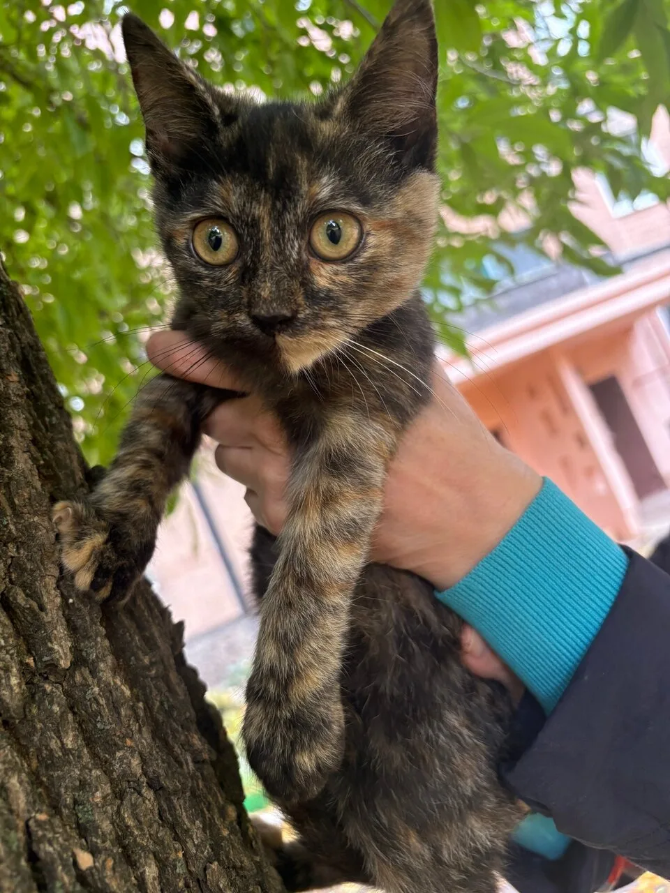 Отдам котят-девочек, 3–3,5 месяца, Донецк