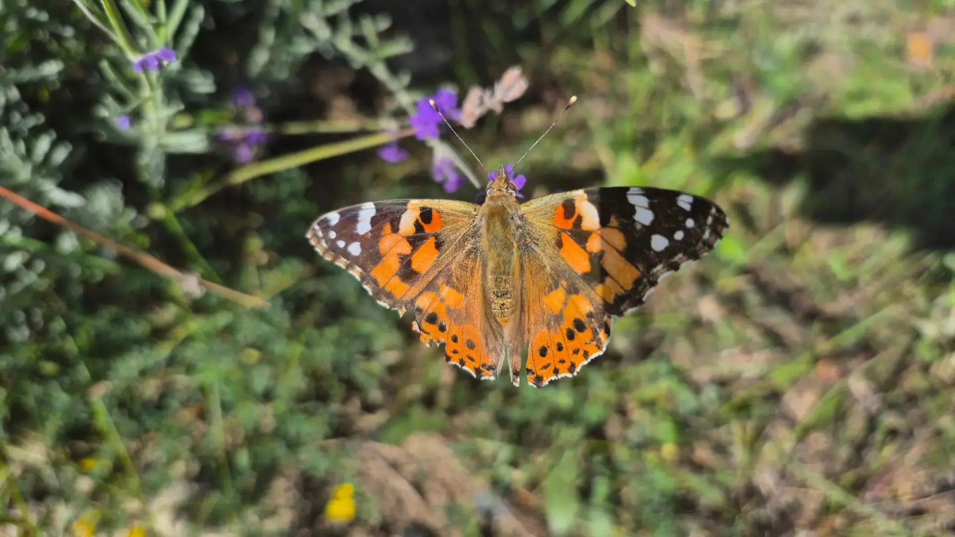 🦋✨​ Фото дня!​ ✨🦋