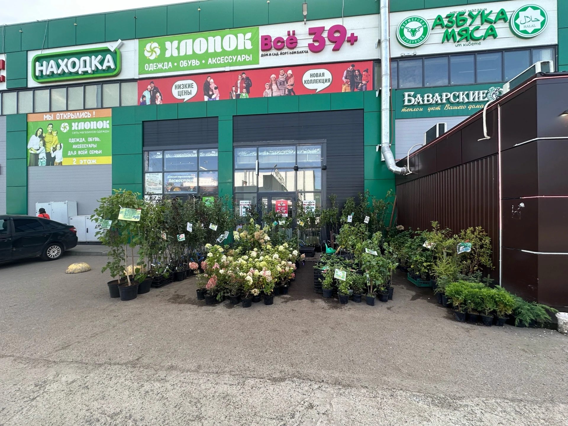 РАСПРОДАЖА САЖЕНЦЕВ! ИЗ КАЗАНСКОГО ПЛОДОПИТОМНИКА! ЦВЕТЫ, ЯГОДЫ И ФРУКТЫ 🔥🌳🌸
